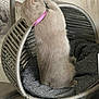 Willow Ward is registered to the contest to win money with this photo: cat, pink_collar, hanging_chair, indoor, furniture, curious, cozy, fluffy, pet, chain, wallpaper, gray, cushion, domestic_cat, feline, relaxed, sitting, back_view, home, animal