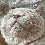 Willow Ward is registered to the contest to win money with this photo: cat, close_up, sleeping, feline, whiskers, fur, nose, ears, collar, pink_collar, cozy, texture, blanket, relaxed, cute, pet, animal, mammal, indoor, resting
