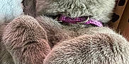 Willow Ward joined the competition — help win amazing prizes! cat, gray_cat, fur, collar, purple_collar, pet, sleeping, relaxed, close_up, whiskers, soft_texture, blanket, cozy, indoor, paws, feline, animal, cute, resting, domestic_cat