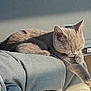 Willow Ward is registered to the contest to win money with this photo: cat, gray_cat, sleeping, resting, paw, chair, cushion, furniture, indoor, cozy, sunlight, relaxation, pet, animal, whiskers, ears, cute, domestic_cat, nap, soft_fur