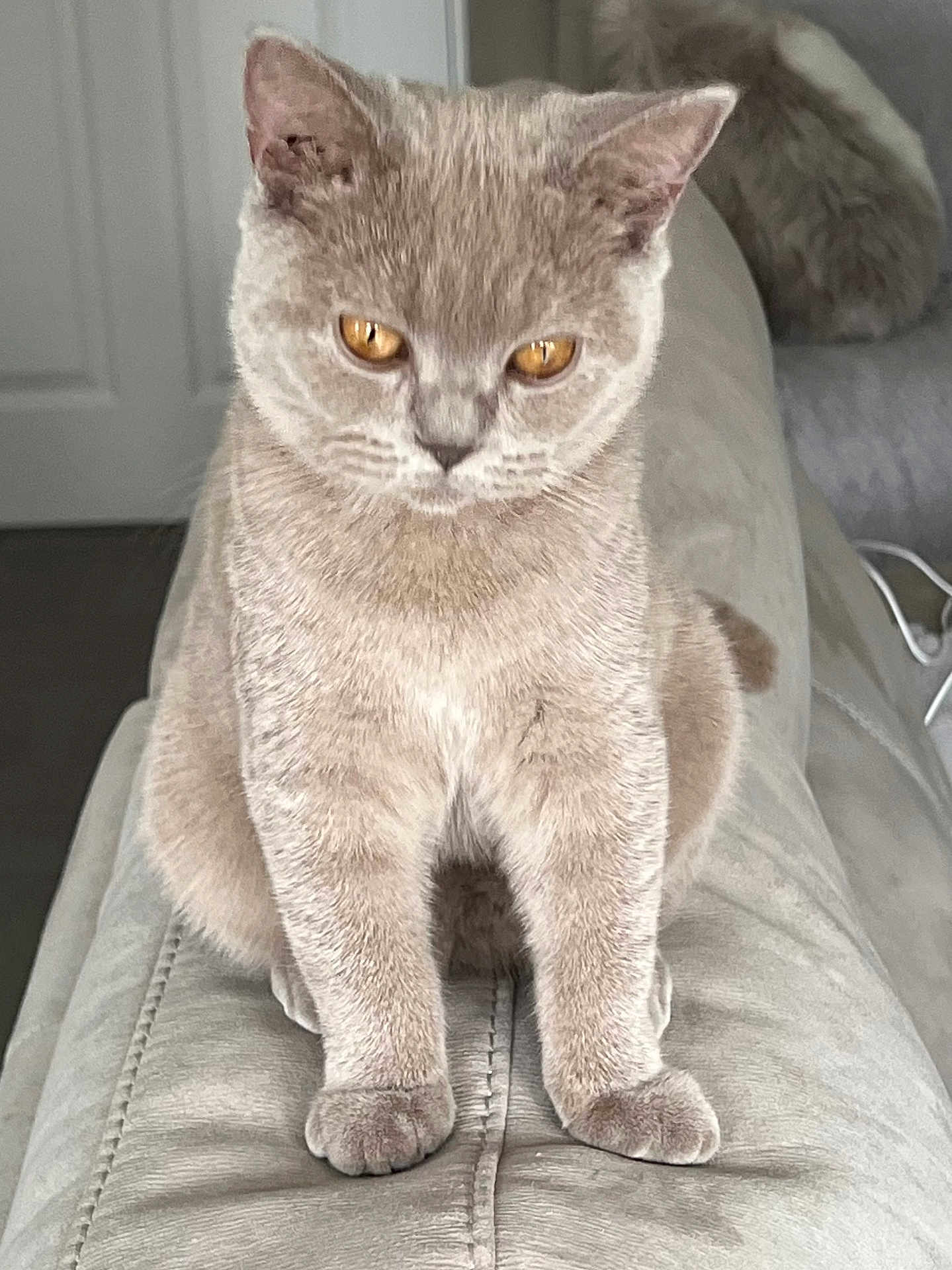 Willow Ward