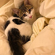 Many a rejoint le concours — aidez-le/la à gagner de superbes lots ! animal, bed, blanket, cat, cozy, cute, domestic_animal, ears, fur, indoor, kitten, looking_up, pet, resting, sleepy, soft, tabby, tail, whiskers, white_fur