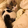 animal, bed, blanket, cat, cozy, cute, domestic_animal, ears, fur, indoor, kitten, looking_up, pet, resting, sleepy, soft, tabby, tail, whiskers, white_fur