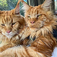 Uzu Et Uxi a rejoint le concours — aidez-le/la à gagner de superbes lots ! cat, maine_coon, ginger_cat, fluffy_fur, window, indoor, pet, animal, whiskers, closeup, mammal, two_animals, domestic_cat, feline, resting, natural_light, portrait, cute, companions, furry