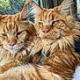 cat, maine_coon, ginger_cat, fluffy_fur, window, indoor, pet, animal, whiskers, closeup, mammal, two_animals, domestic_cat, feline, resting, natural_light, portrait, cute, companions, furry