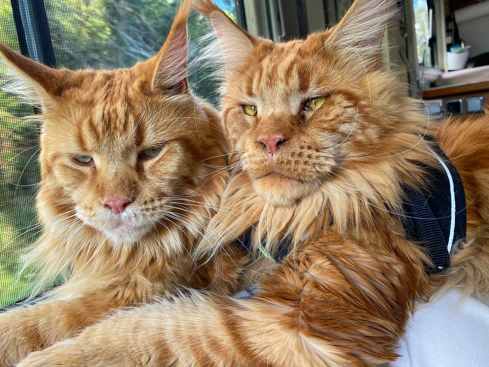 Uzu Et Uxi