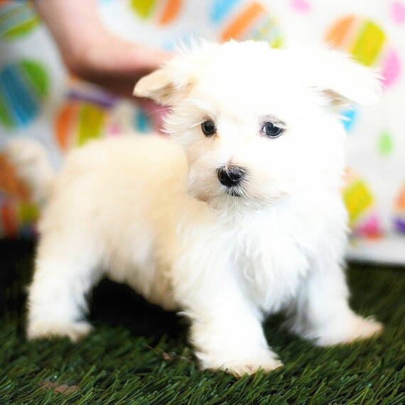 Barron is registered to the contest to win money with this photo: canidae, carnivore, collar, companion_dog, dog, dog_breed, dog_supply, grass, maltepoo, non_sporting_group, plant, puppy, small_terrier, snout, sporting_group, terrier, toy_dog, working_animal