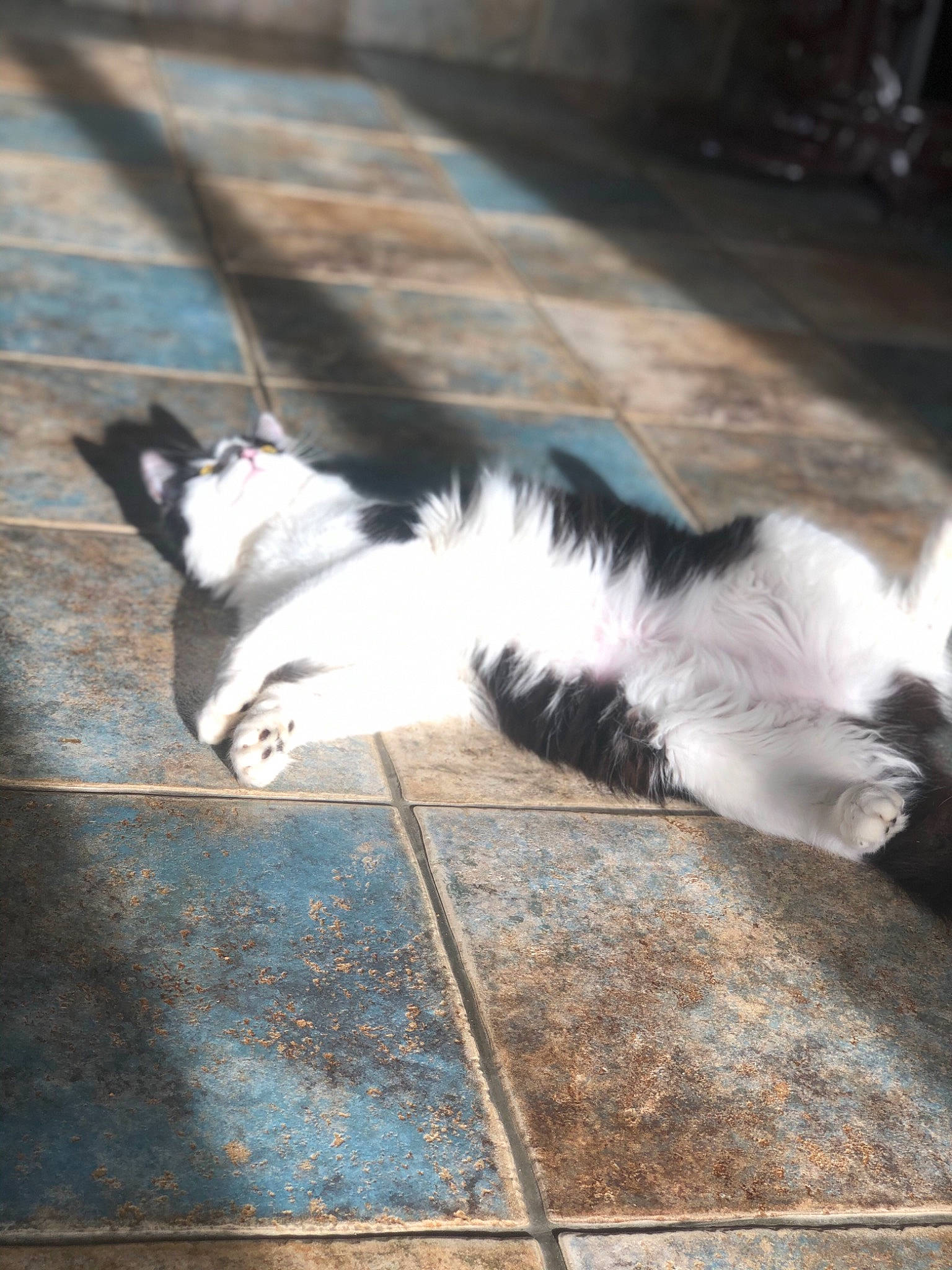 Lilith participe au concours pour gagner de l'argent avec cette photo : canidae, carnivore, cat, companion_dog, dog_breed, domestic_short_haired_cat, felidae, flooring, fur, hardwood, line, paw, road_surface, shadow, small_to_medium_sized_cats, snout, tail, whiskers, window, wood