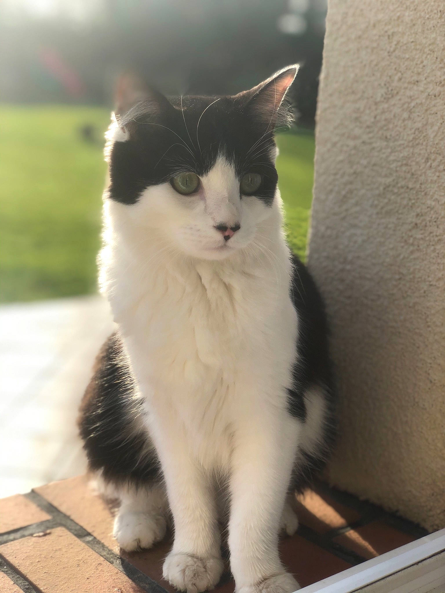 Lilith a rejoint le concours — aidez-le/la à gagner de superbes lots ! carnivore, cat, claw, domestic_short_haired_cat, eye, felidae, flooring, foot, fur, grass, grey, paw, sitting, small_to_medium_sized_cats, snout, tail, terrestrial_animal, whiskers, window, wood