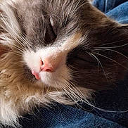 Bob joined the competition — help win amazing prizes! cat, sleeping, close_up, fluffy, gray, white, tongue_out, whiskers, fur, pet, domestic_animal, resting, denim, texture, cozy, cute, animal, indoor, relaxed, soft