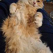 Sherbert is registered to the contest to win money with this photo: cat, fluffy, orange_cat, white_fur, pet, indoor, relaxed, sleepy, lap, paws, feline, cute, cozy, animal, domestic, fur, resting, companion, soft, comfort