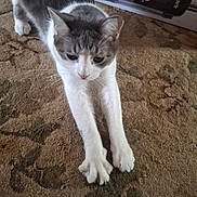 Lagatha is registered to the contest to win money with this photo: cat, stretching, carpet, indoor, pet, feline, vacuum_cleaner, home, floor, whiskers, paws, gray, white, fur, relaxed, animal, domestic, cute, mammal, living_room