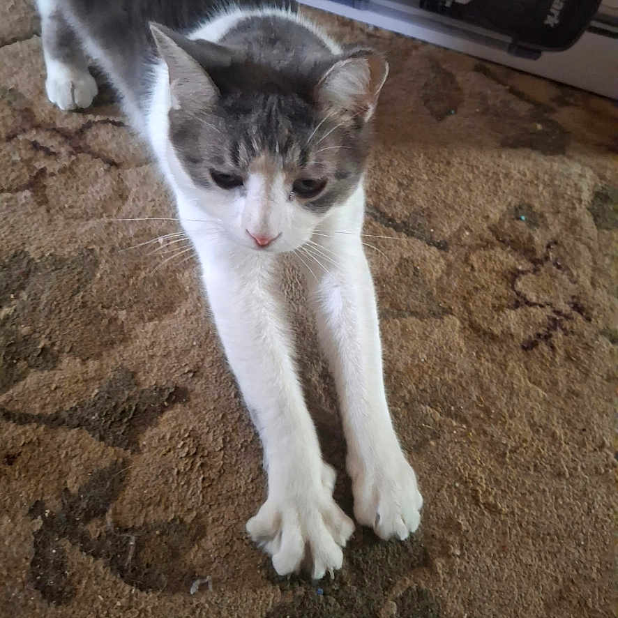 Lagatha is registered to the contest to win money with this photo: animal, carpet, cat, cute, domestic, feline, floor, fur, gray, home, indoor, living_room, mammal, paws, pet, relaxed, stretching, vacuum_cleaner, whiskers, white