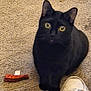 black_cat, cat, pet, indoor, carpet, toy, shoe, stare, eyes, whiskers, portrait, sitting, cozy, animal, domestic_cat, close_up, single_animal, paw, looking_up, bright_eyes