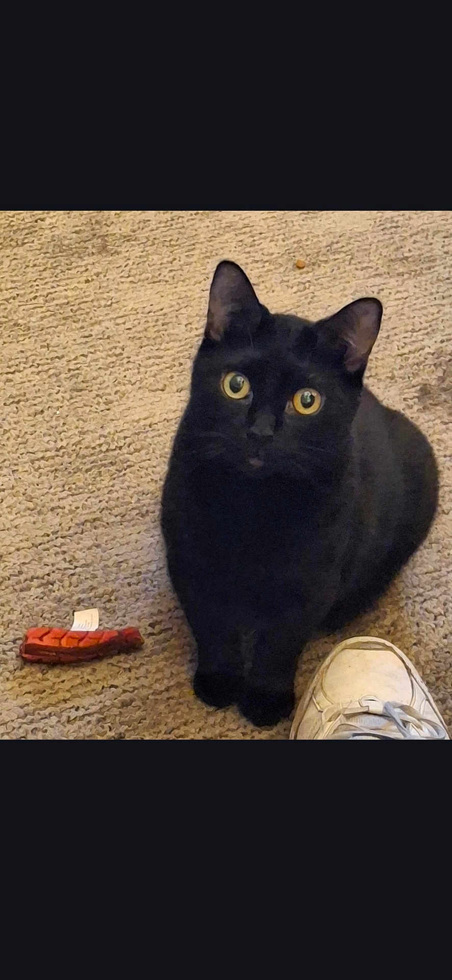 Lucy is registered to the contest to win money with this photo: black_cat, cat, pet, indoor, carpet, toy, shoe, stare, eyes, whiskers, portrait, sitting, cozy, animal, domestic_cat, close_up, single_animal, paw, looking_up, bright_eyes