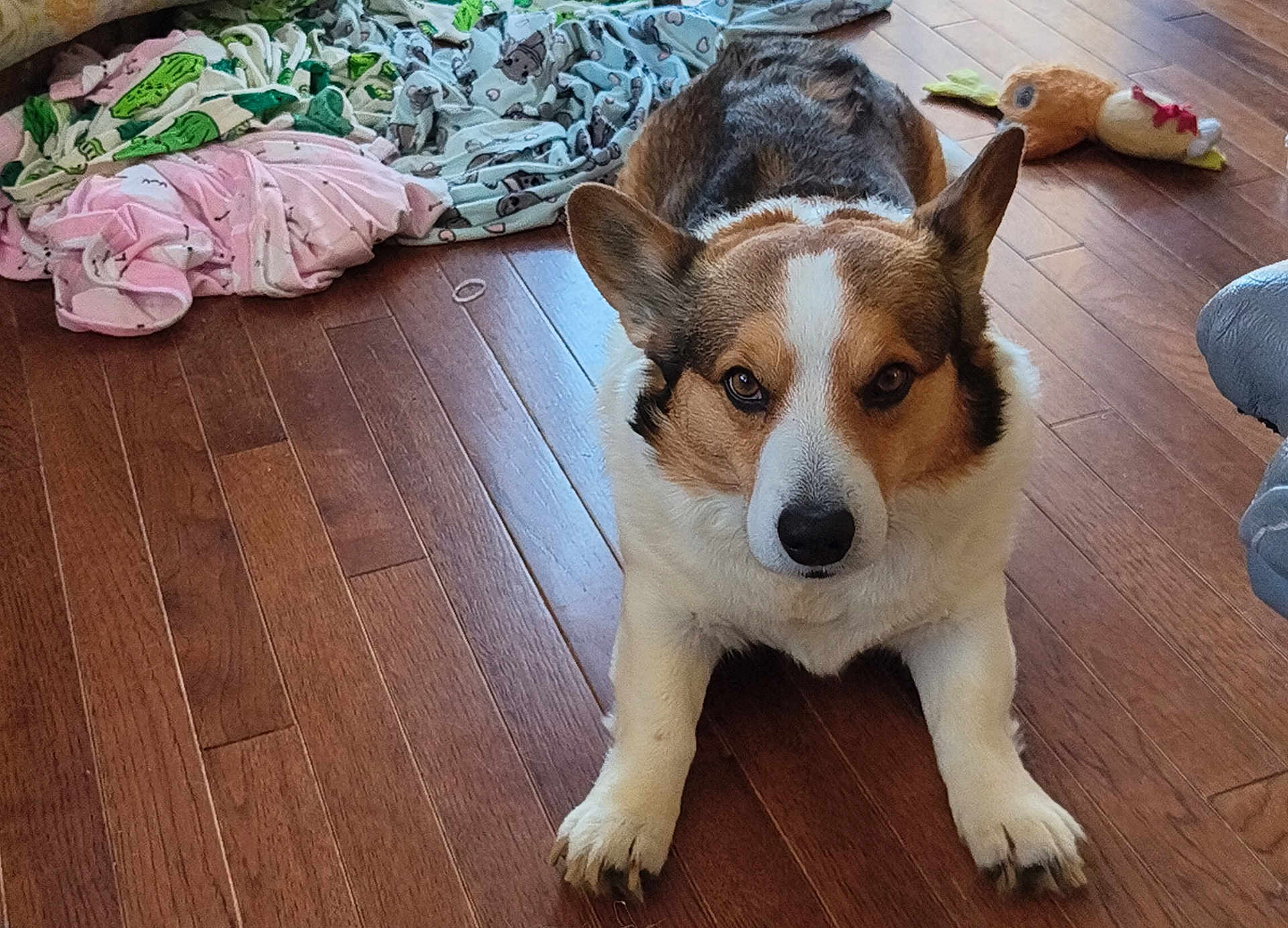 Edgar joined the competition — help win amazing prizes! dog, corgi, pet, hardwood_floor, plush_toy, blanket, fur, ears, paws, nose, eyes, indoor, looking_at_camera, muzzle, lying_down, living_room, serious_expression, duck_toy, front_legs, wood_floor