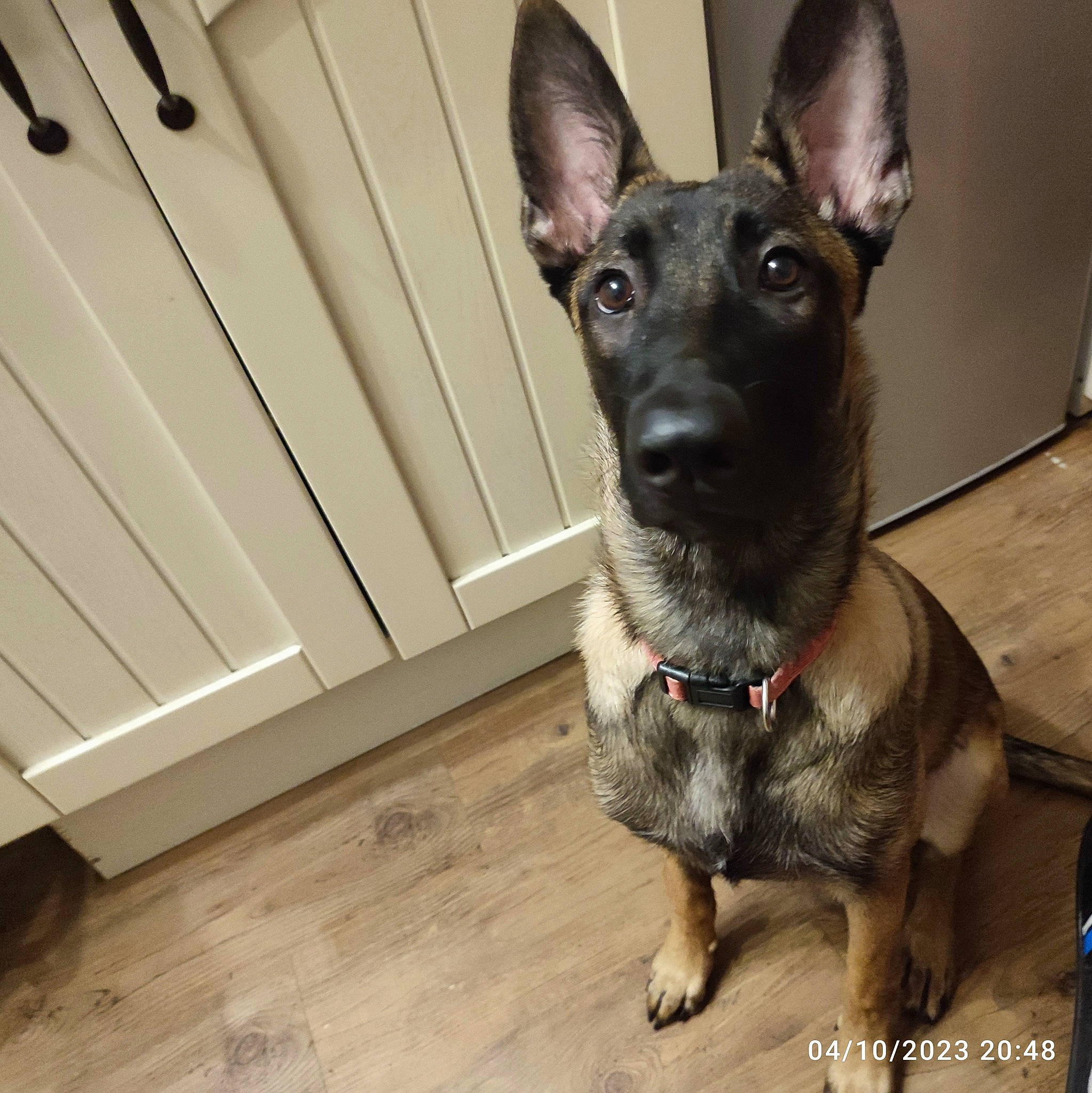 Raika participe au concours pour gagner de l'argent avec cette photo : canidae, carnivore, collar, companion_dog, dog, dog_breed, dog_collar, ear, fawn, flooring, fur, hardwood, pet_supply, snout, sporting_group, varnish, whiskers, wood, wood_stain, working_animal