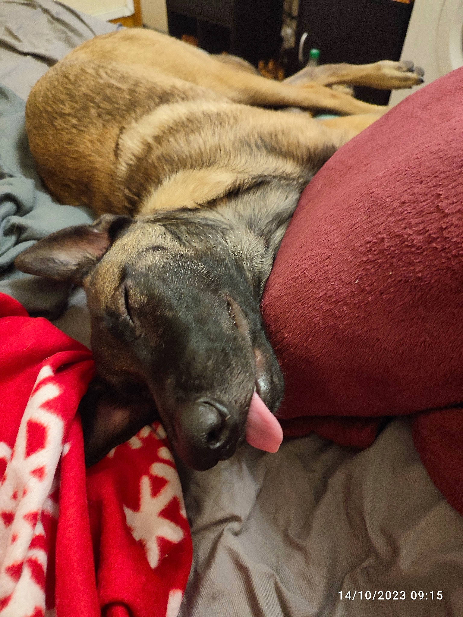 Raika participe au concours pour gagner de l'argent avec cette photo : canidae, carnivore, comfort, companion_dog, dog, dog_breed, domestic_short_haired_cat, fawn, felidae, foot, fur, human_leg, lap, mammal, small_to_medium_sized_cats, snout, sporting_group, tail, whiskers, working_animal