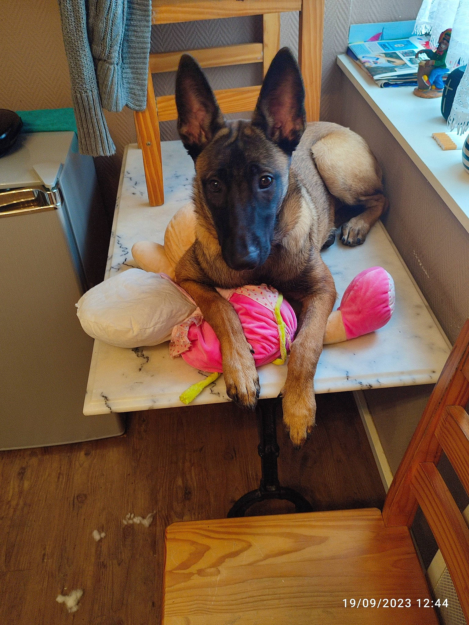 Raika participe au concours pour gagner de l'argent avec cette photo : canidae, carnivore, comfort, companion_dog, dog, dog_breed, dog_supply, ear, fawn, flooring, fur, hardwood, mammal, room, sitting, sporting_group, stuffed_toy, toy, vertebrate, wood