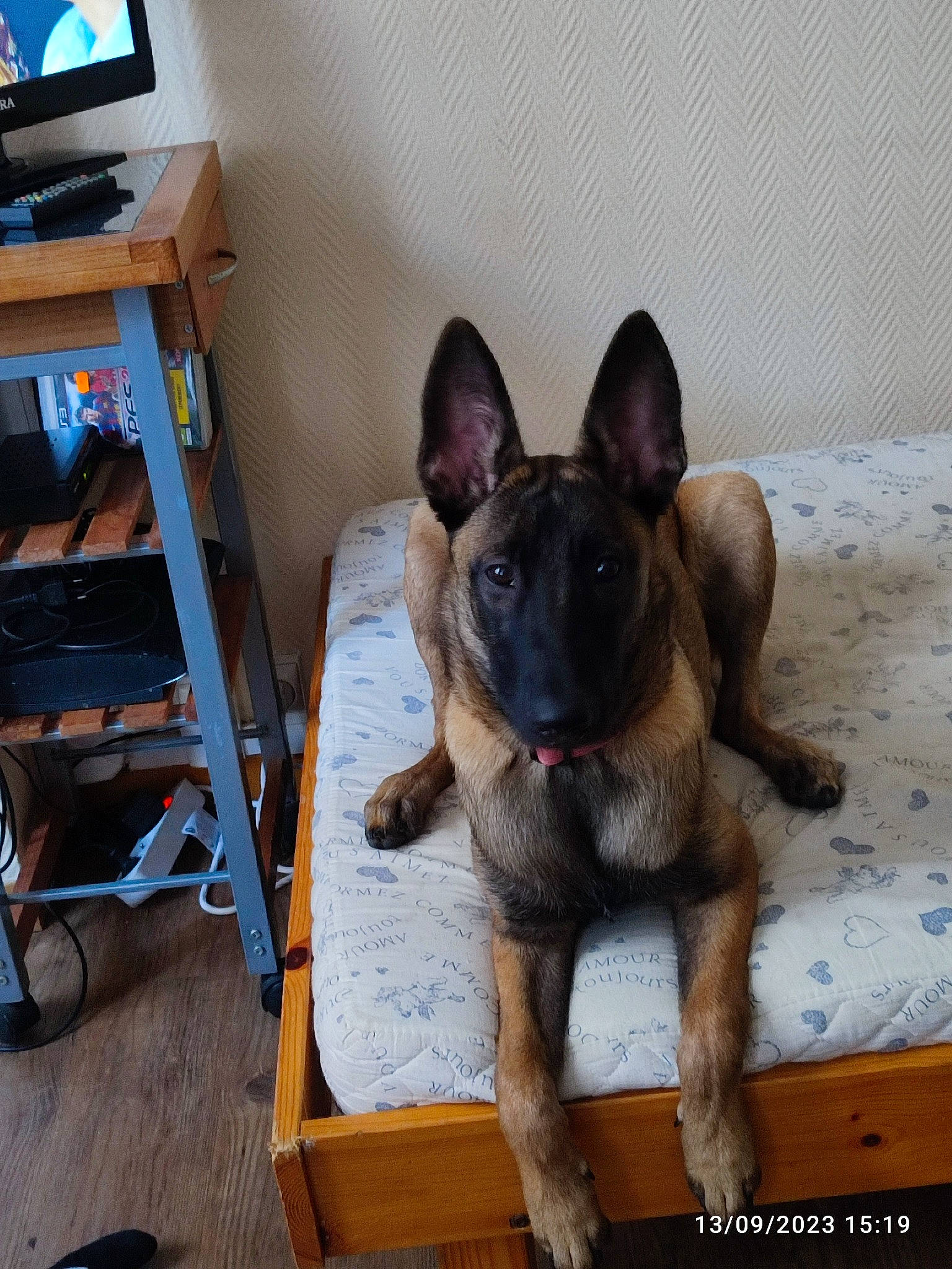 Raika participe au concours pour gagner de l'argent avec cette photo : bookcase, cable_television, canidae, carnivore, companion_dog, display_device, dog, dog_breed, fawn, flooring, german_shepherd_dog, home_appliance, led_backlit_lcd_display, liver, pet_supply, shelf, sporting_group, television, toy_dog, working_animal