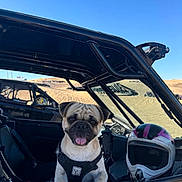 Benito is registered to the contest to win money with this photo: adventure, animal, blue_sky, desert, dog, harness, helmet, leisure, off_road, outdoor, pet, pug, sand, seat, smiling, sunny, tongue_out, transport, vehicle, window