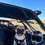 adventure, animal, blue_sky, desert, dog, harness, helmet, leisure, off_road, outdoor, pet, pug, sand, seat, smiling, sunny, tongue_out, transport, vehicle, window