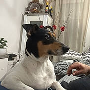 Shark participe au concours pour gagner de l'argent avec cette photo : black, blanket, brown, canine, casual, couch, curtains, decor, dog, furniture, hand, indoor, living_room, person, pet, pillow, plant, relaxed, seated, white