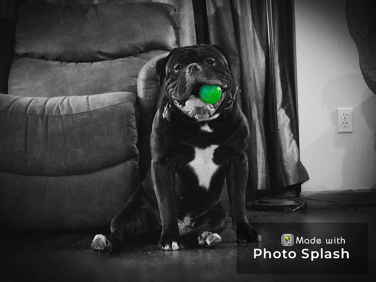 Havok is registered to the contest to win money with this photo: black_and_white, borador, canidae, carnivore, companion_dog, darkness, dog, dog_breed, dog_collar, flash_photography, grey, monochrome, monochrome_photography, sitting, snout, sporting_group, style, tints_and_shades, whiskers, working_animal