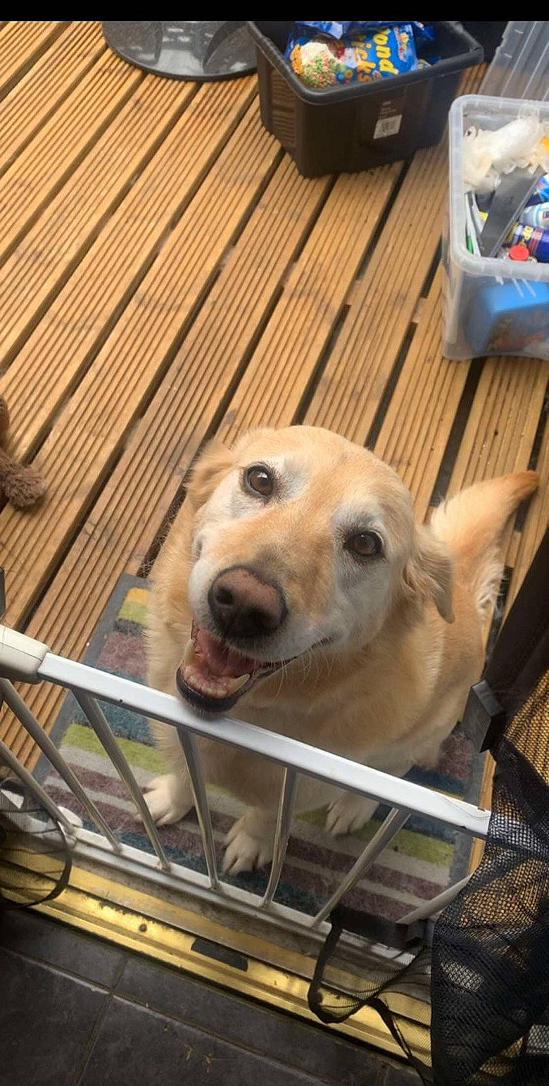 Samson is registered to the contest to win money with this photo: animal_shelter, cage, canidae, carnivore, companion_dog, dog, dog_breed, dog_supply, fawn, fence, flooring, hardwood, jaw, pet_supply, retriever, snout, sporting_group, whiskers, wood, working_animal