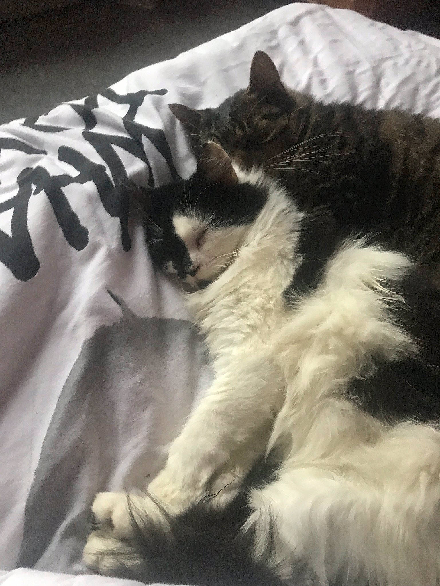 Oreo joined the competition — help win amazing prizes! bedding, carnivore, cat, claw, comfort, domestic_short_haired_cat, felidae, fur, grey, linens, monochrome, monochrome_photography, nap, pattern, paw, room, small_to_medium_sized_cats, snout, tail, whiskers