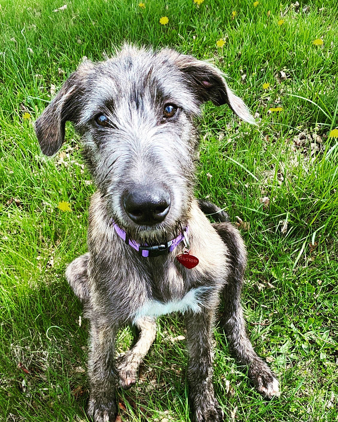 Astrid is registered to the contest to win money with this photo: canidae, carnivore, collar, companion_dog, dog, dog_breed, dog_collar, grass, grassland, groundcover, plant, snout, sporting_group, terrier, working_animal