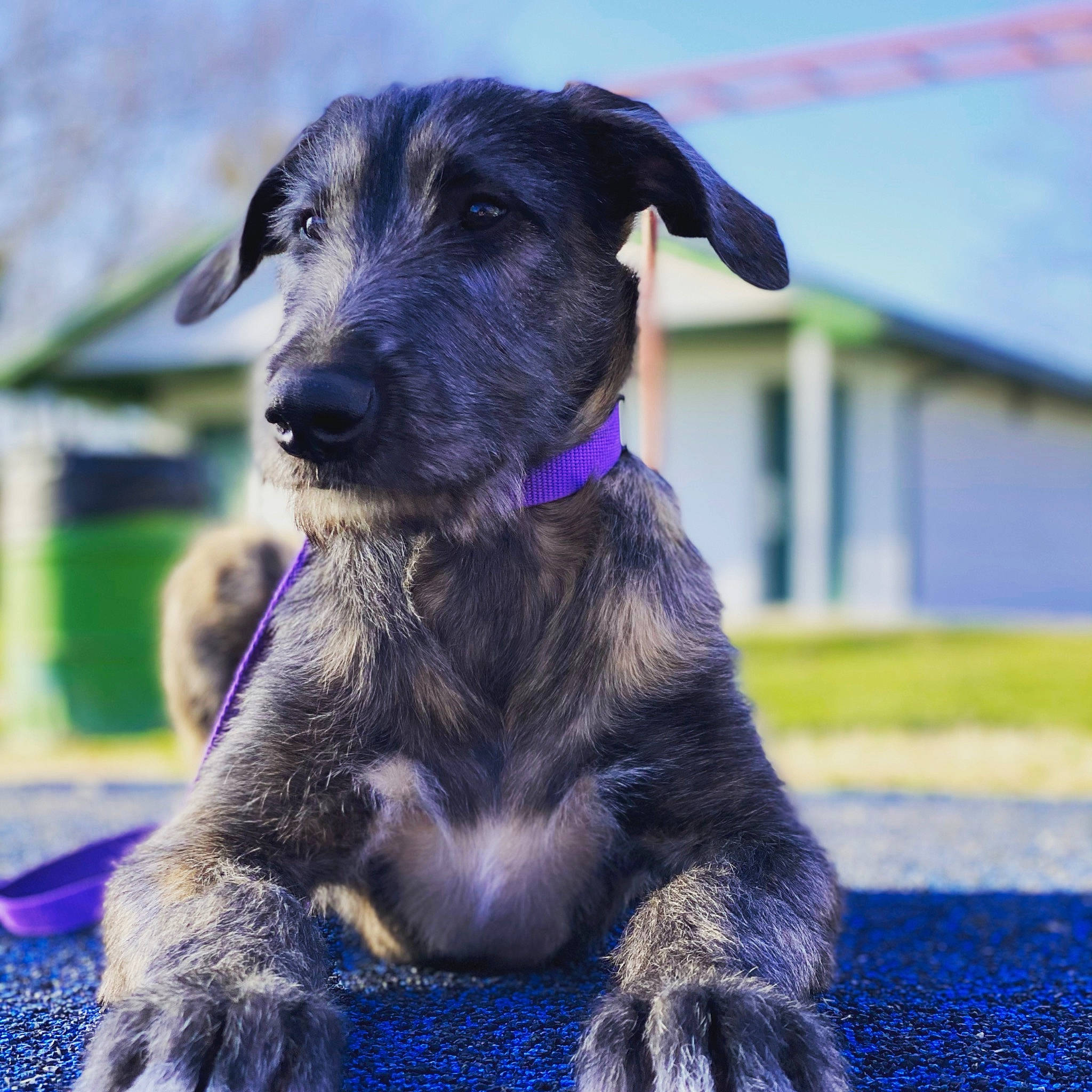 Astrid is registered to the contest to win money with this photo: blue, borador, canidae, carnivore, collar, companion_dog, dog, dog_breed, dog_collar, dog_supply, electric_blue, fawn, grass, hat, pet_supply, plant, purple, sporting_group, working_animal, working_dog