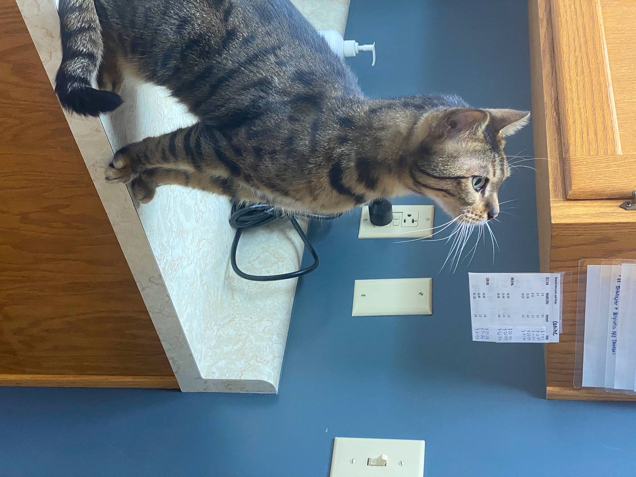 Clyde joined the competition — help win amazing prizes! building, carnivore, cat, claw, domestic_short_haired_cat, felidae, flooring, fur, hardwood, mammal, organism, paper, paw, small_to_medium_sized_cats, table, tail, vertebrate, whiskers, window, wood