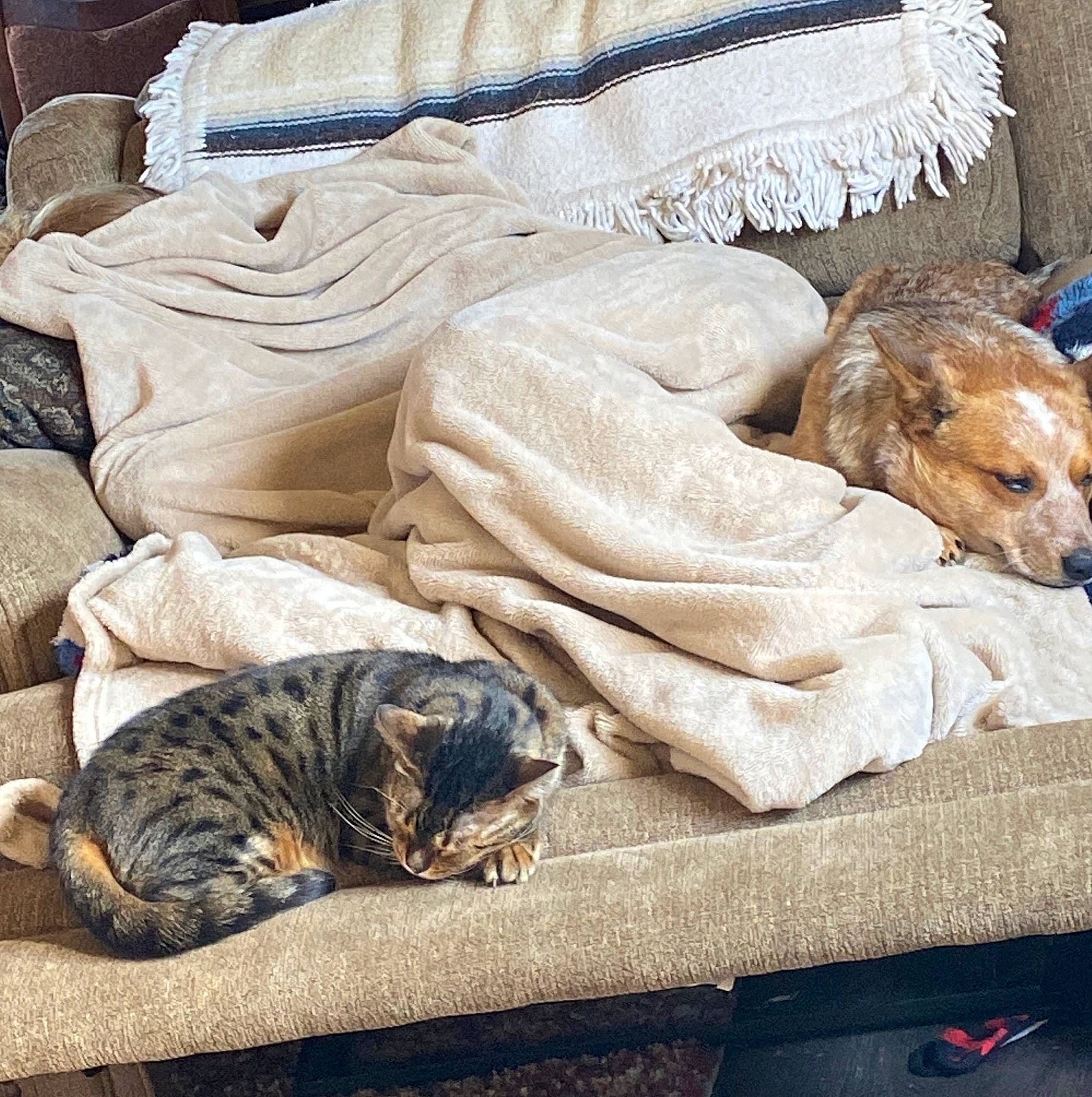 Clyde joined the competition — help win amazing prizes! bedding, carnivore, cat, comfort, companion_dog, dog, domestic_short_haired_cat, fawn, felidae, fur, linens, mammal, nap, plant, small_to_medium_sized_cats, tail, textile, vertebrate, whiskers, wood