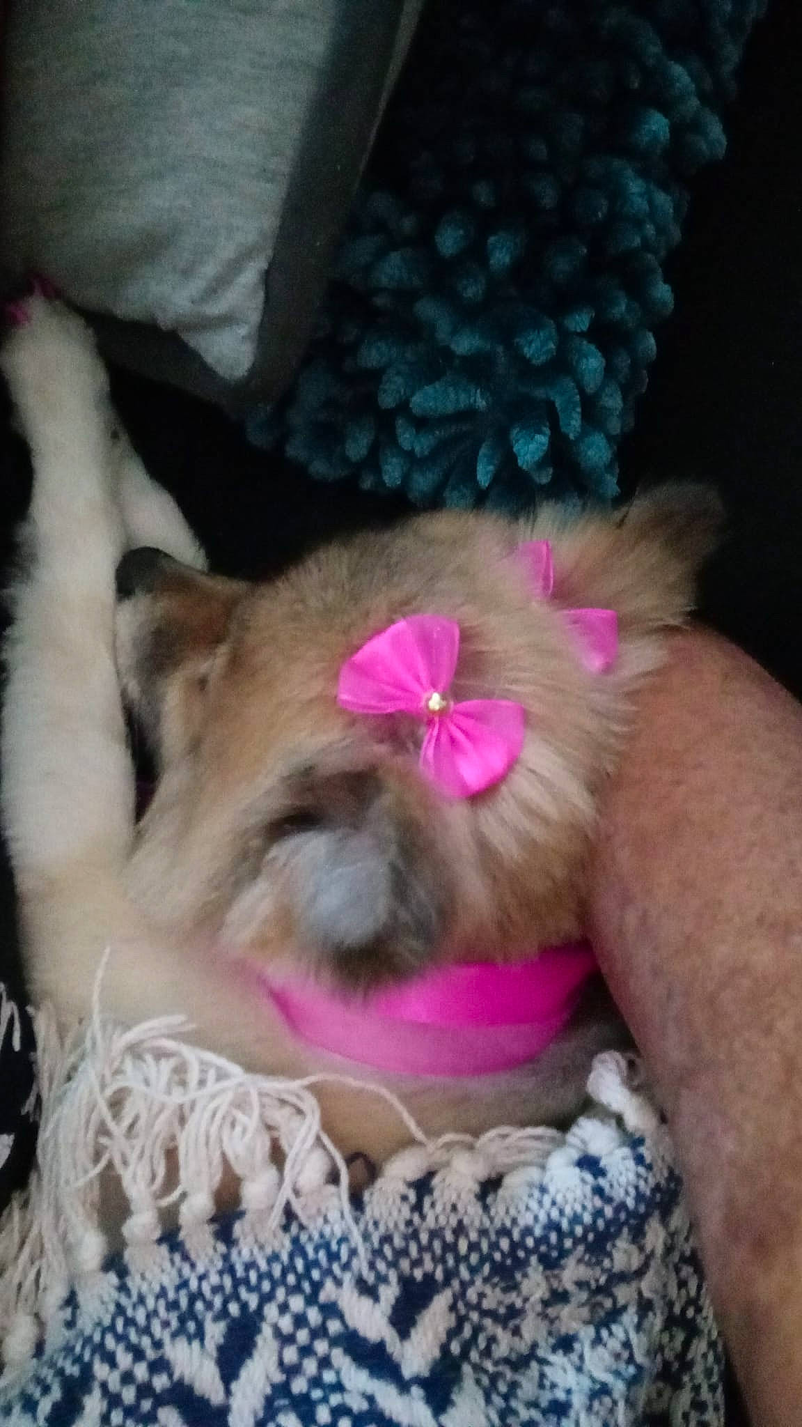 Jazmin is registered to the contest to win money with this photo: carnivore, comfort, companion_dog, dog, dog_breed, dog_supply, ear, fashion_accessory, fawn, felidae, fur, liver, magenta, paw, pet_supply, small_to_medium_sized_cats, snout, tail, toy_dog, whiskers