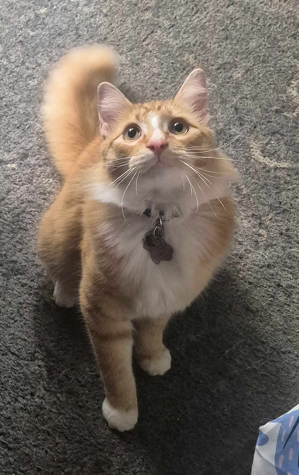 Ozzy is registered to the contest to win money with this photo: cat, orange_cat, white_fur, fluffy, pet, collar, tag, carpet, indoor, curious, whiskers, tail, looking_up, animal, mammal, feline, cute, domestic_cat, fur, four_legs