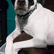 Bandit is registered to the contest to win money with this photo: dog, black_and_white, lounge, couch, indoor, pet, animal, paws, armrest, collar, calm, looking, wall, decoration, curtain, brown, teal, furniture, closeup, domestic