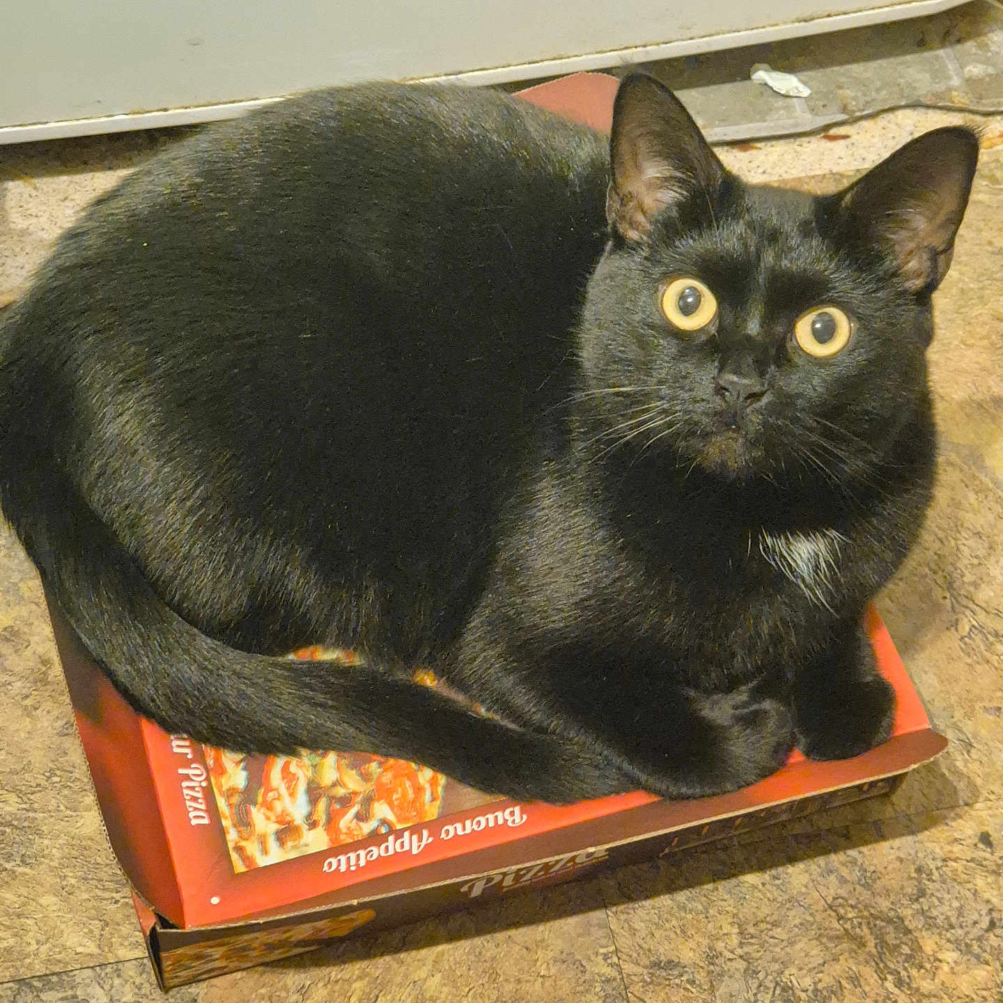 Holly is registered to the contest to win money with this photo: abyssinian, animal, blackcat, box, cat, egyptiancat, kitten, manx, pet