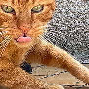 Kiki a rejoint le concours — aidez-le/la à gagner de superbes lots ! cat, close_up, domestic_animal, feline, feline_face, ginger_cat, green_eyes, mischievous, orange_fur, outdoors, paw, paw_pad, pet, portrait, resting, sunlit, textured_wall, tile_floor, tongue, whiskers