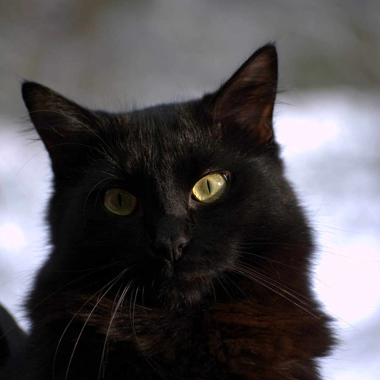 Milo a rejoint le concours — aidez-le/la à gagner de superbes lots ! abyssinian, animal, bird, blackbird, blackcat, bodypart, cat, finger, hand, kitten, manx, person, pet