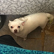 Boo Bear is registered to the contest to win money with this photo: dog, white_dog, small_dog, floor, tile_floor, couch, fabric, patterned_fabric, indoor, pet, looking_up, animal, companion, home, curious, standing, ears, tail, canine, domestic
