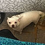 dog, white_dog, small_dog, floor, tile_floor, couch, fabric, patterned_fabric, indoor, pet, looking_up, animal, companion, home, curious, standing, ears, tail, canine, domestic