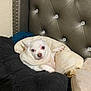 Boo Bear joined the competition — help win amazing prizes! dog, white_dog, small_dog, pet, bed, cushion, blanket, headboard, indoor, resting, fur, cute, animal, domestic_animal, cozy, furniture, relaxing, paw, nose, ears