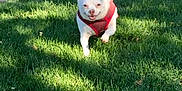 Boo Bear joined the competition — help win amazing prizes! dog, small_dog, white_dog, red_harness, grass, outdoor, sunny, daytime, path, tree, happy, running, pet, canine, nature, park, playful, animal, smiling, fur