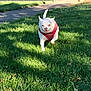 dog, small_dog, white_dog, red_harness, grass, outdoor, sunny, daytime, path, tree, happy, running, pet, canine, nature, park, playful, animal, smiling, fur