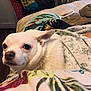 Boo Bear is registered to the contest to win money with this photo: dog, white_dog, small_dog, indoor, blanket, bed, furniture, pet, animal, cozy, resting, closeup, expression, cute, companion, domestic, household, fur, ears, eyes