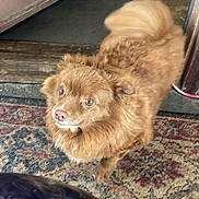 Brownie joined the competition — help win amazing prizes! dog, brown_dog, white_dog, indoor, rug, floor, curious, pet, animal, fur, tail, wooden_floor, door, mat, house, companion, domestic, mammal, canine, friendly