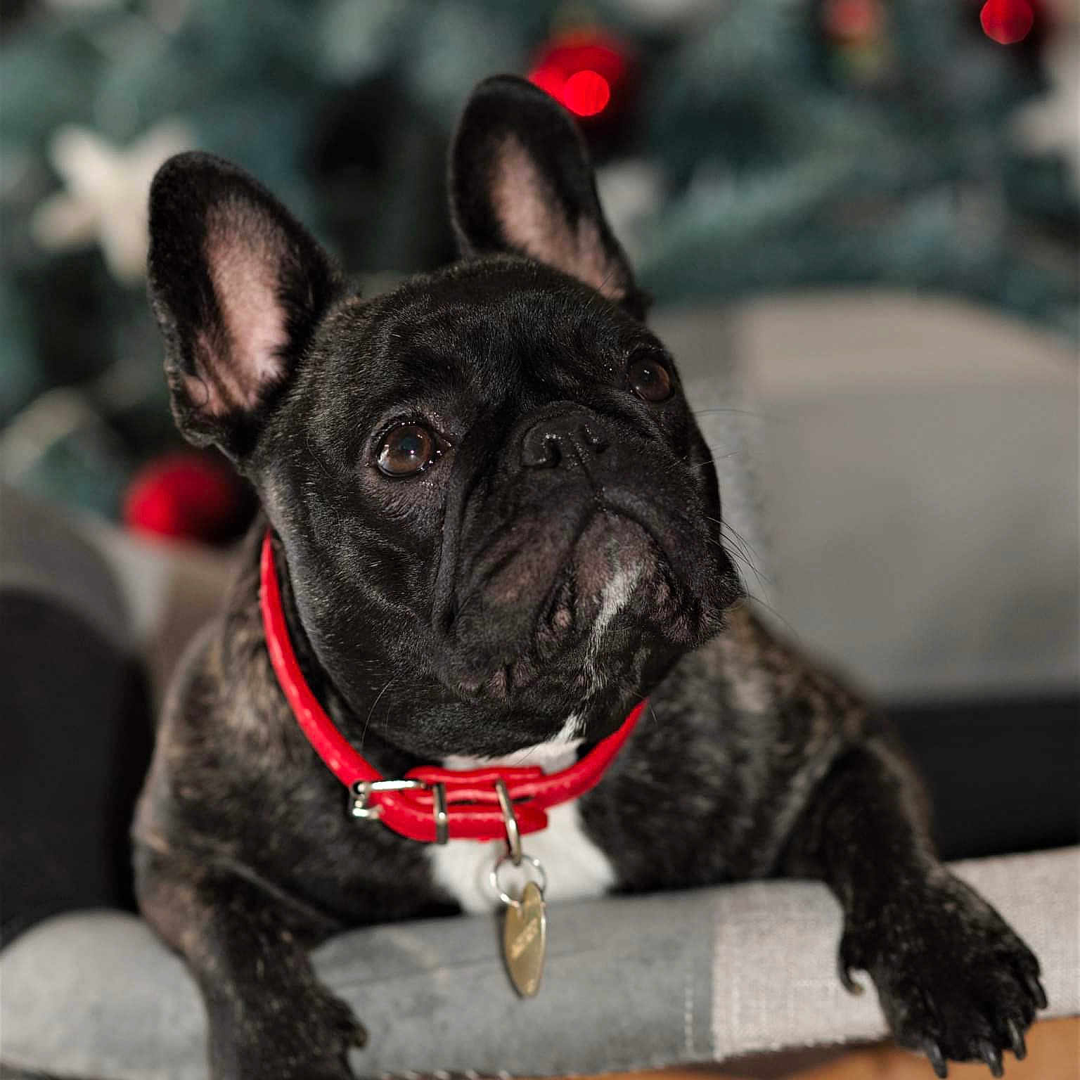 Fiona