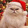 cat, white_cat, fluffy, santa_hat, christmas_tree, holiday, festive, decorations, lights, indoors, pet, cute, animal, winter, seasonal, celebration, grumpy, furry, background, closeup