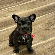 Bella-Monet is registered to the contest to win money with this photo: adorable, alert, animal, black_dog, collar, companion, cute, dog, domestic_animal, french_bulldog, indoor, mammal, pet, puppy, red_collar, sitting, small_dog, tassel, wooden_floor, young